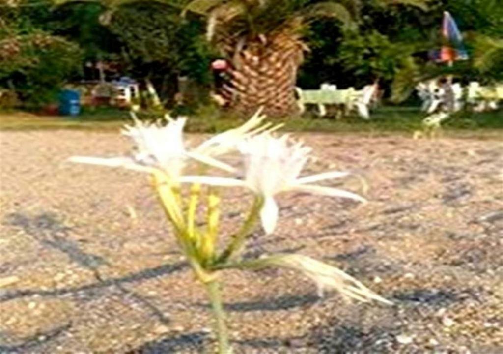 Aslihan Motel Anamur Buitenkant foto